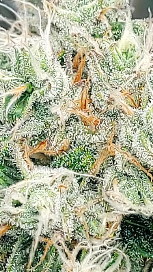 BEE HAPPY MAC 1 AUTOFLORAISON AUTOPOT. Week 9