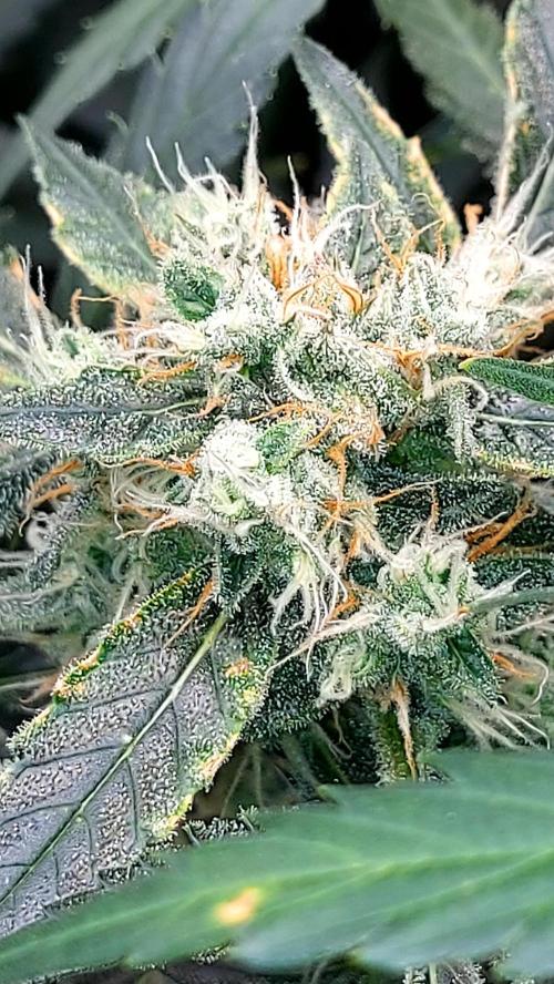 BEE HAPPY MAC 1 AUTOFLORAISON AUTOPOT. Week 9