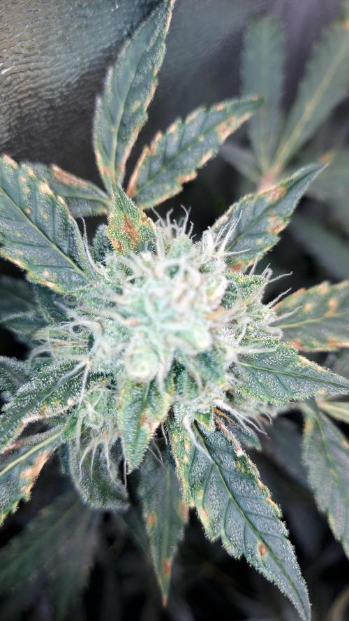 BEE HAPPY MAC 1 AUTOFLORAISON AUTOPOT. Week 9