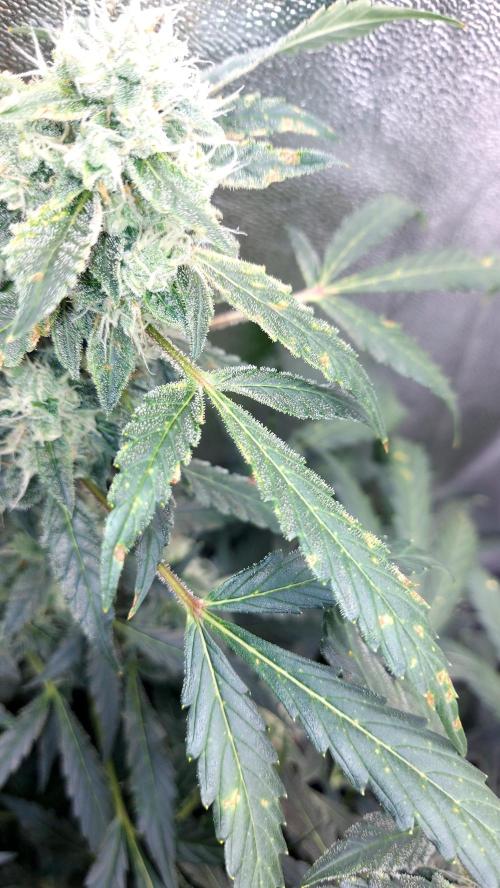 BEE HAPPY MAC 1 AUTOFLORAISON AUTOPOT. Week 9