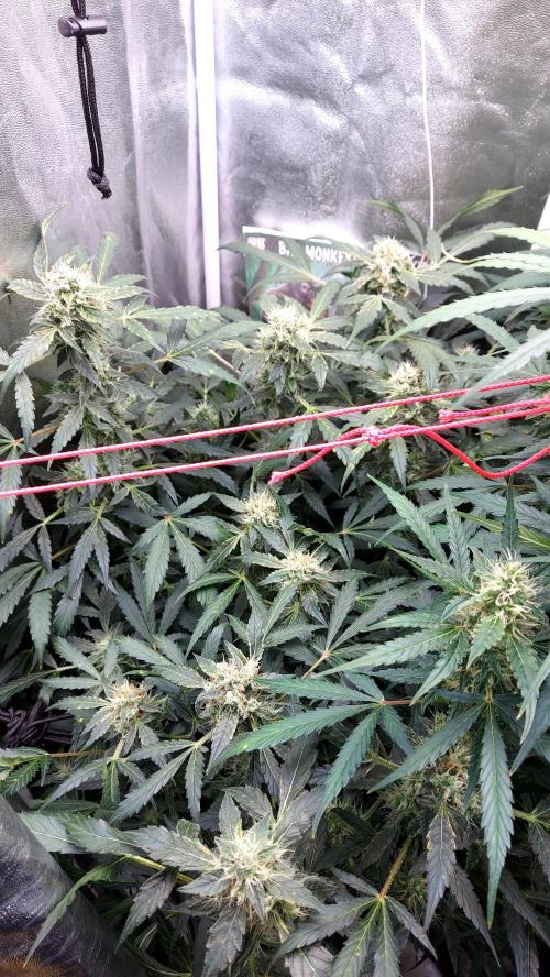 BEE HAPPY MAC 1 AUTOFLORAISON AUTOPOT. Week 9