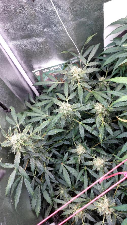 BEE HAPPY MAC 1 AUTOFLORAISON AUTOPOT. Week 9