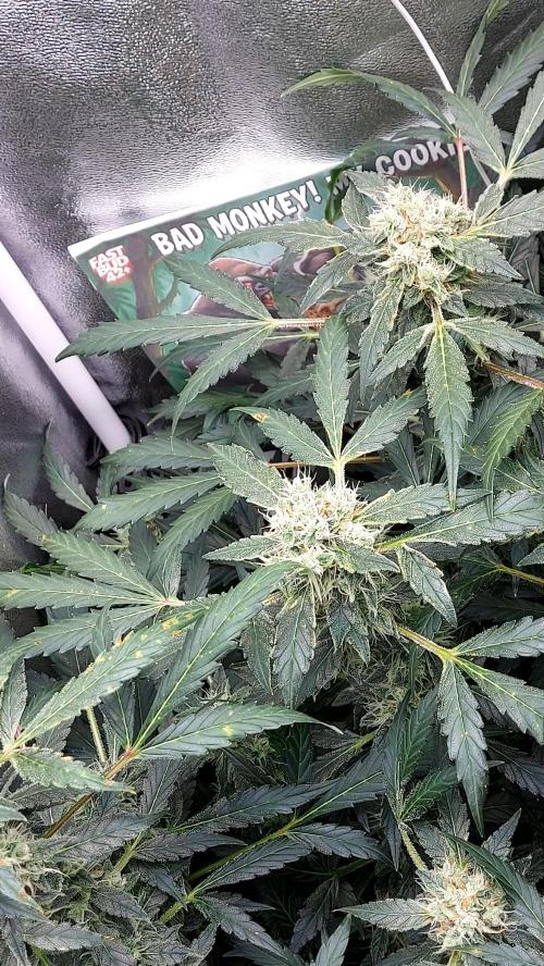 BEE HAPPY MAC 1 AUTOFLORAISON AUTOPOT. Week 9