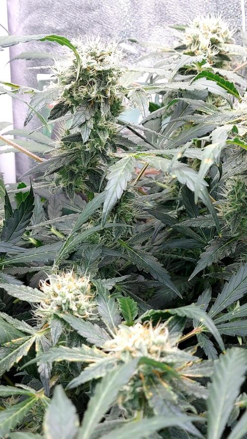 BEE HAPPY MAC 1 AUTOFLORAISON AUTOPOT. Week 9