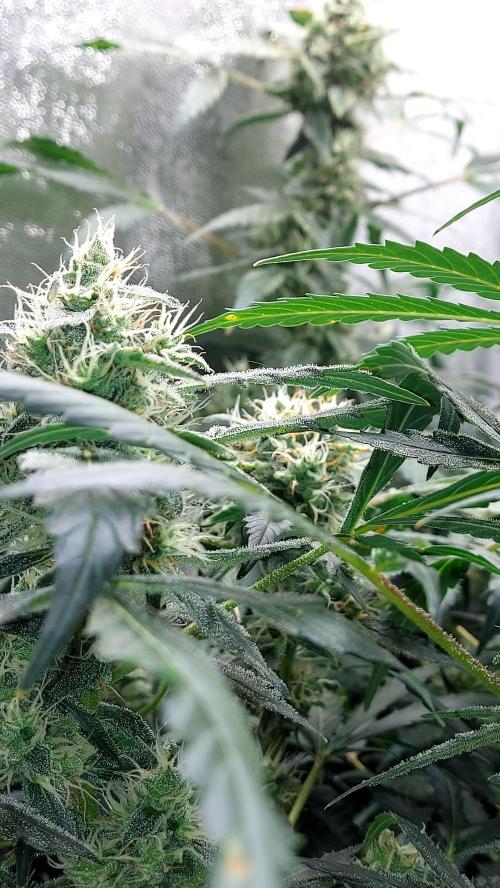 BEE HAPPY MAC 1 AUTOFLORAISON AUTOPOT. Week 9