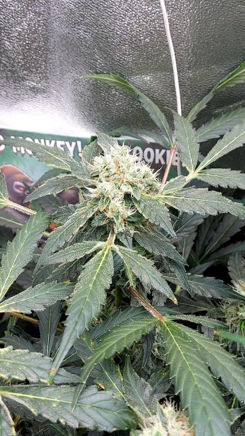MAC1 Autoflower. Week 9