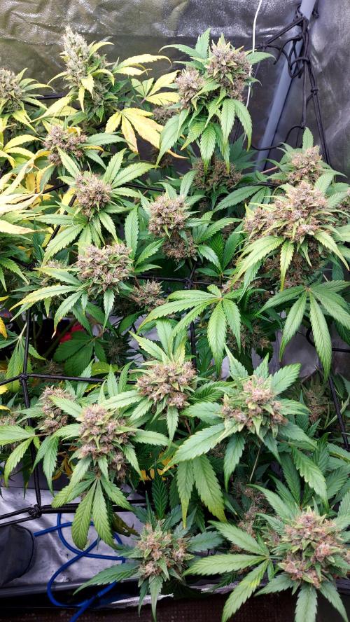 BABOUCH frostbanger ( essais Autopots, ). Week 10