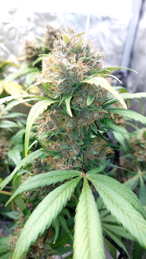 BABOUCH frostbanger ( essais Autopots, ). Week 10
