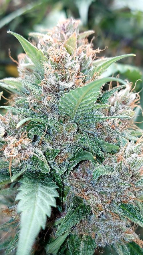 BABOUCH frostbanger ( essais Autopots, ). Week 10