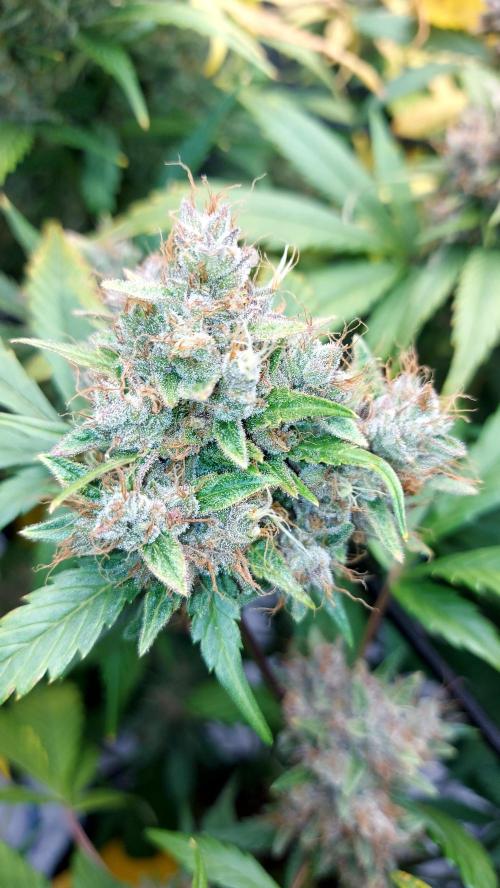 BABOUCH frostbanger ( essais Autopots, ). Week 10