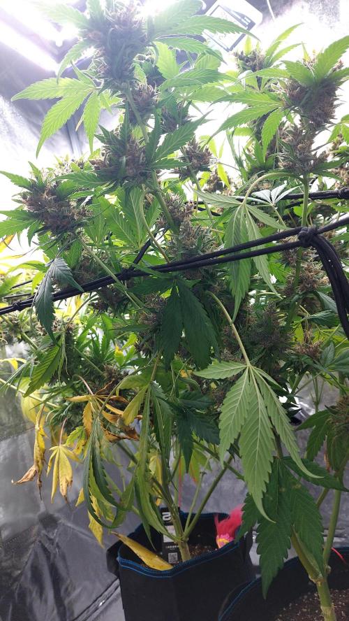 BABOUCH frostbanger ( essais Autopots, ). Week 10