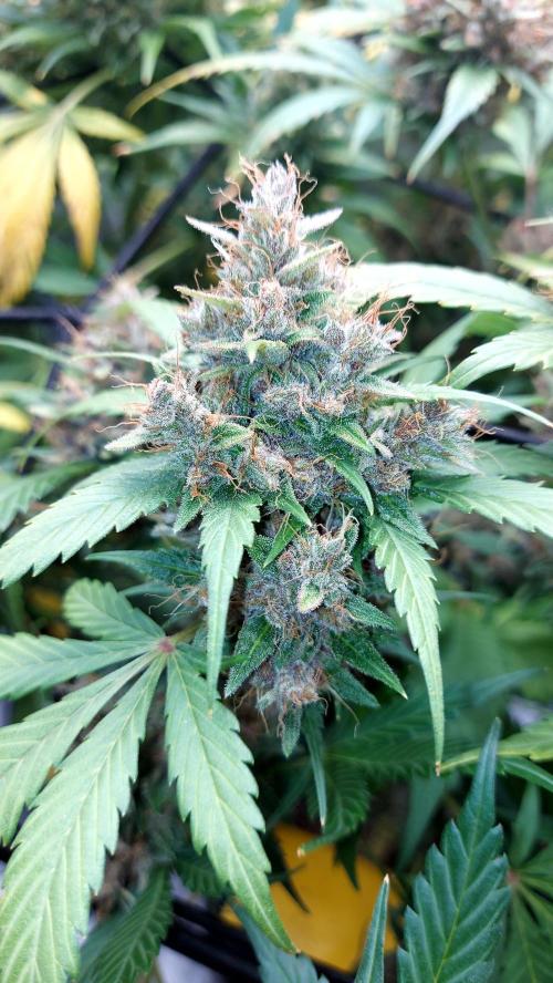 BABOUCH frostbanger ( essais Autopots, ). Week 10
