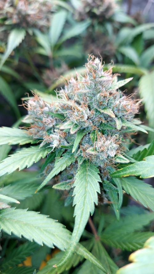 BABOUCH frostbanger ( essais Autopots, ). Week 10