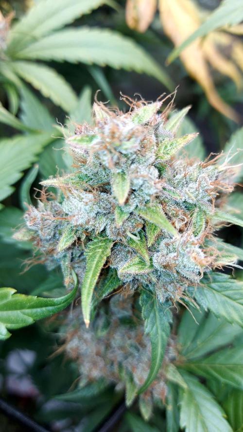 BABOUCH frostbanger ( essais Autopots, ). Week 10