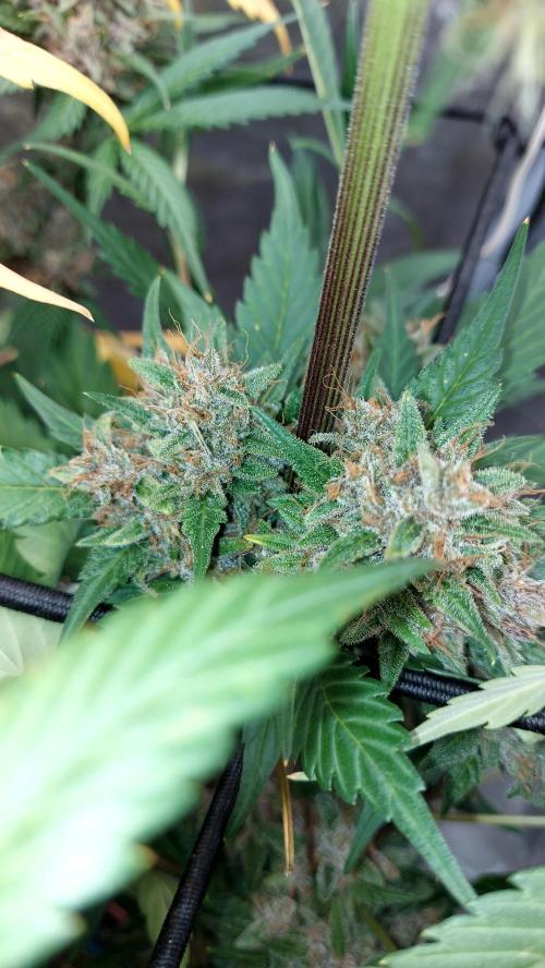 BABOUCH frostbanger ( essais Autopots, ). Week 10
