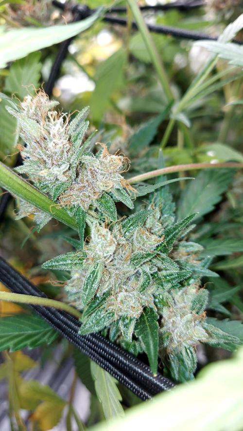 BABOUCH frostbanger ( essais Autopots, ). Week 10
