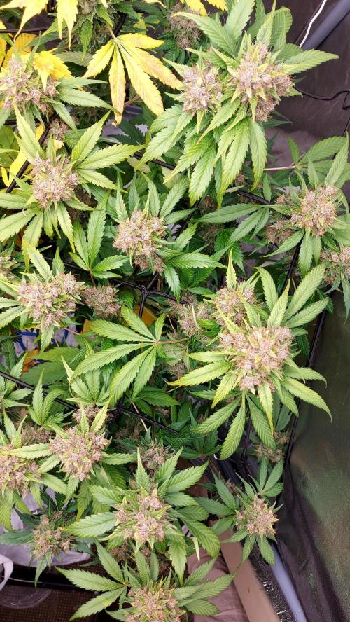 BABOUCH frostbanger ( essais Autopots, ). Week 10
