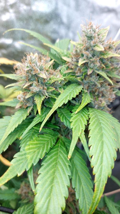 BABOUCH frostbanger ( essais Autopots, ). Week 10