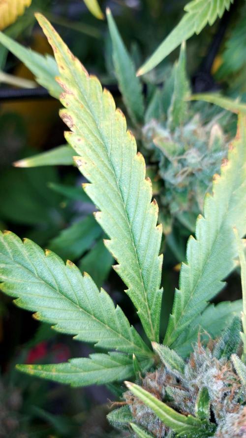 Frostbanger Auto. Week 10