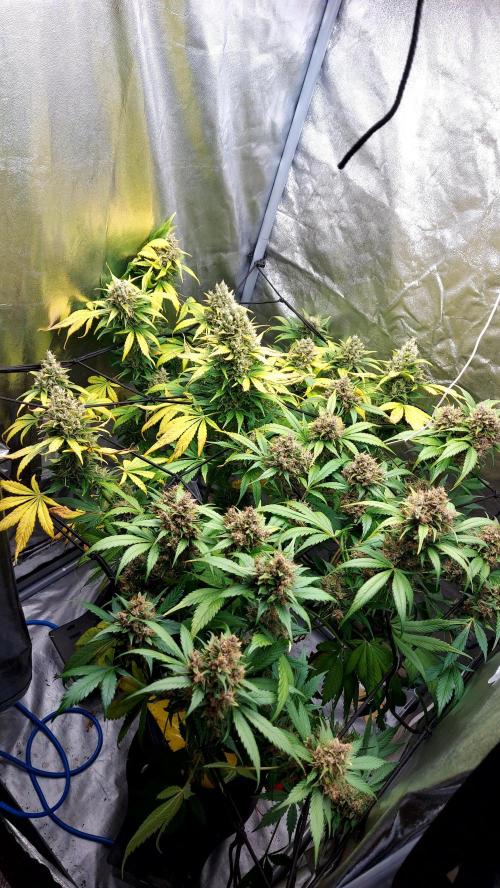 DORA frostbanger auto expérience. Week 10