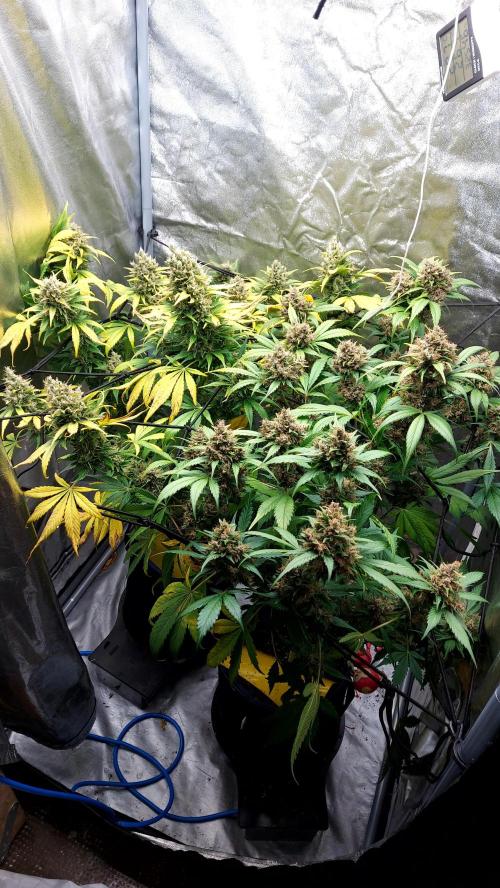 DORA frostbanger auto expérience. Week 10