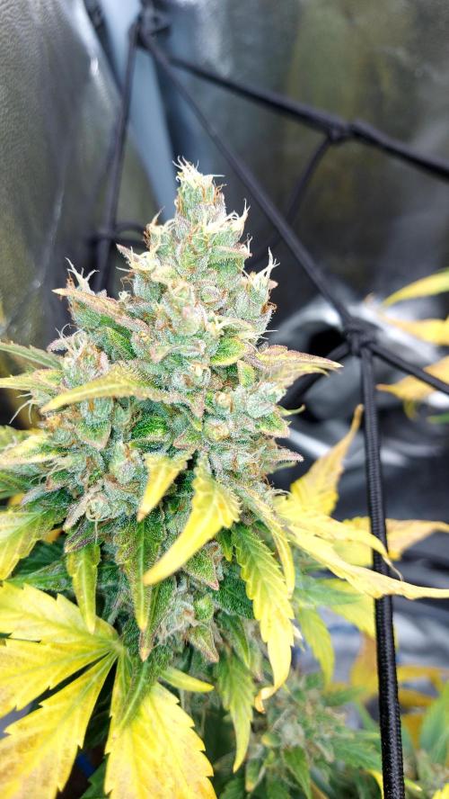 DORA frostbanger auto expérience. Week 10