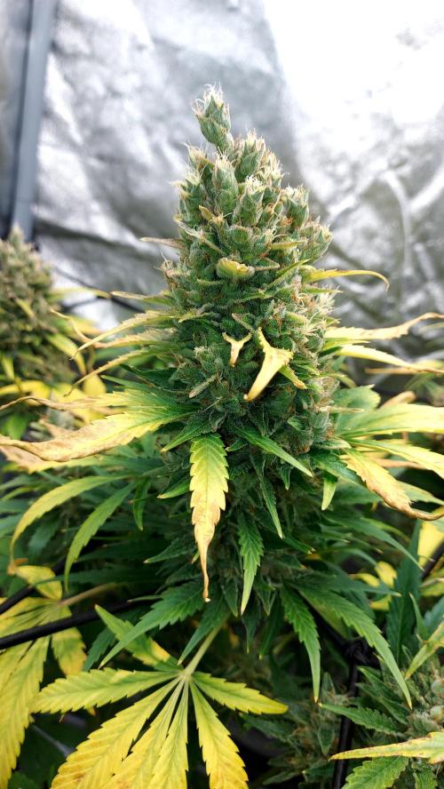 DORA frostbanger auto expérience. Week 10