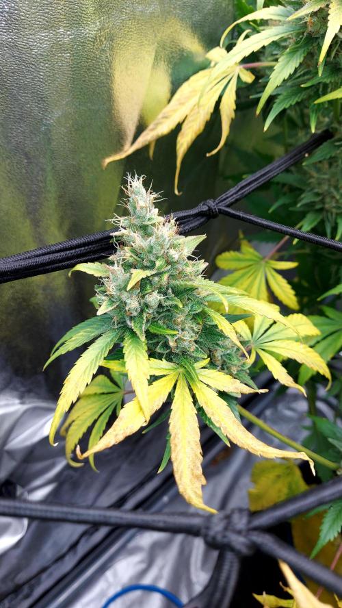 DORA frostbanger auto expérience. Week 10