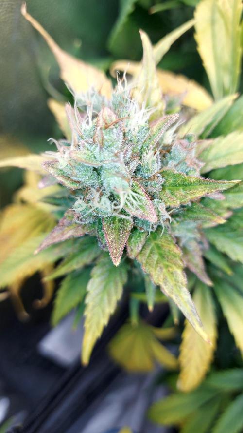 DORA frostbanger auto expérience. Week 10