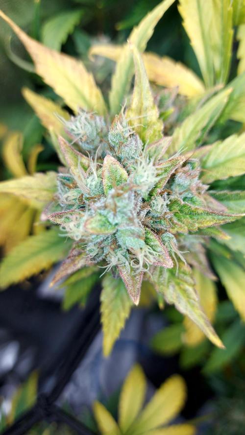 DORA frostbanger auto expérience. Week 10