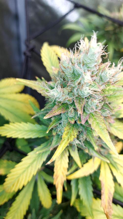 DORA frostbanger auto expérience. Week 10