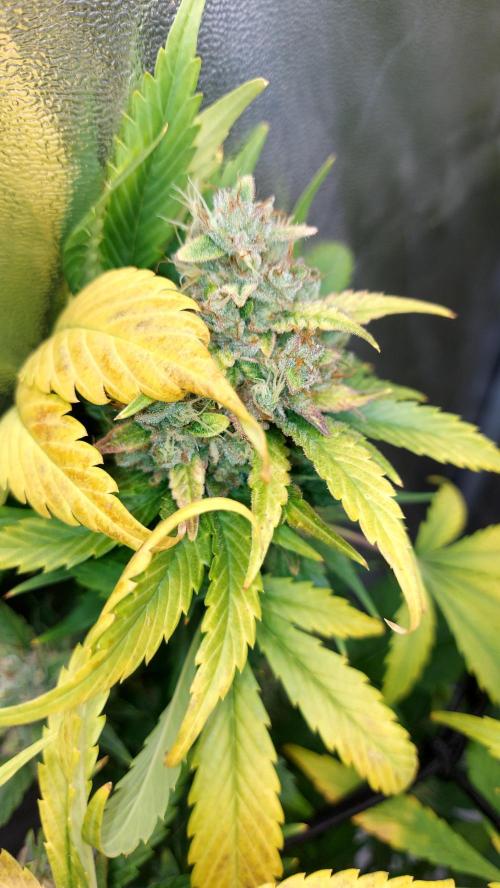 DORA frostbanger auto expérience. Week 10
