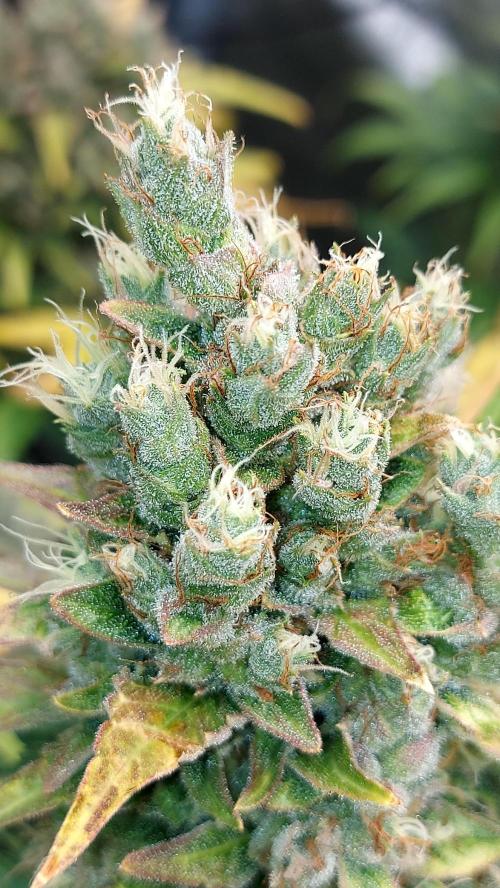DORA frostbanger auto expérience. Week 10