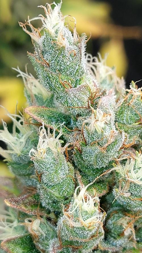 DORA frostbanger auto expérience. Week 10