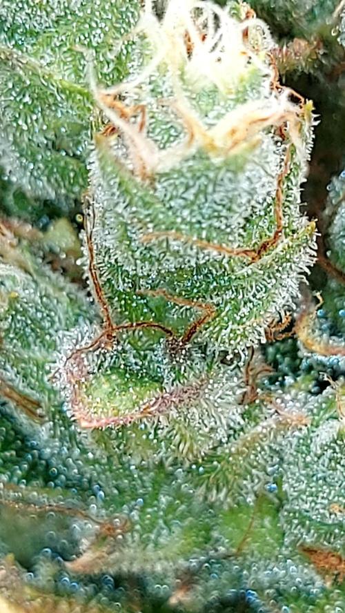 DORA frostbanger auto expérience. Week 10