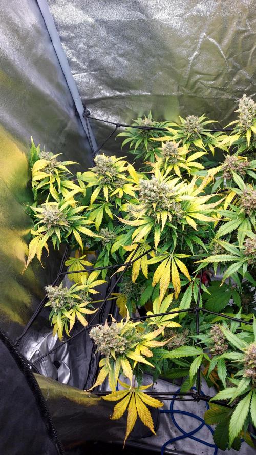 DORA frostbanger auto expérience. Week 10