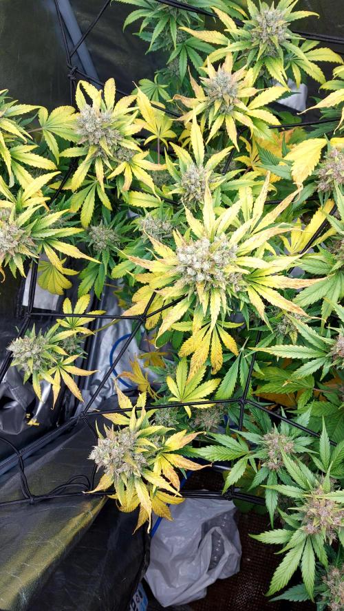 Frostbanger Auto. Week 10