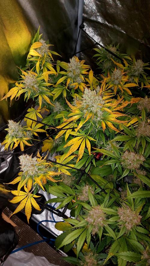 DORA frostbanger auto expérience. Week 10