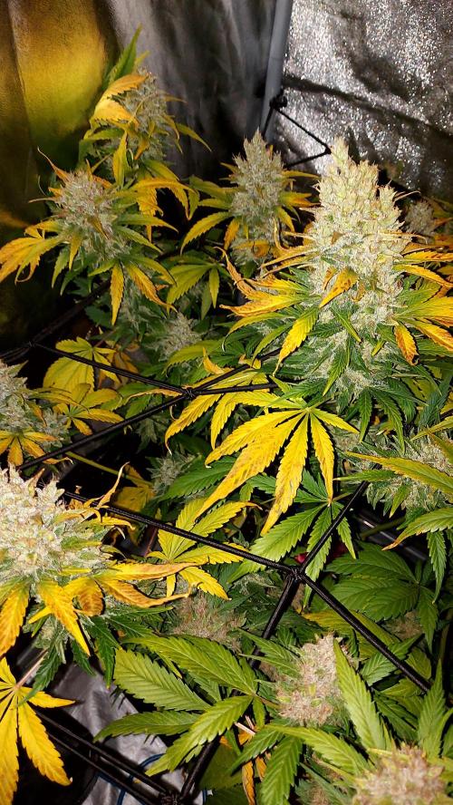 Frostbanger Auto. Week 10
