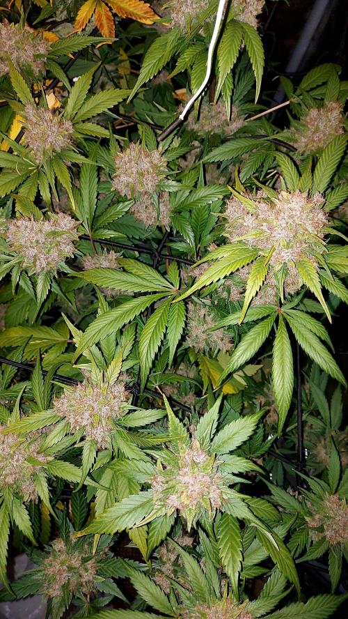 BABOUCH frostbanger ( essais Autopots, ). Week 10
