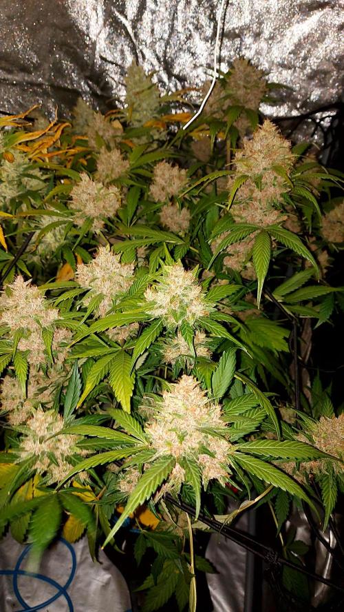 Frostbanger Auto. Week 10
