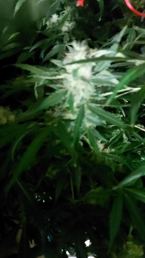 BEE HAPPY MAC 1 AUTOFLORAISON AUTOPOT