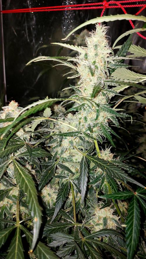 BEE HAPPY MAC 1 AUTOFLORAISON AUTOPOT. Week 10