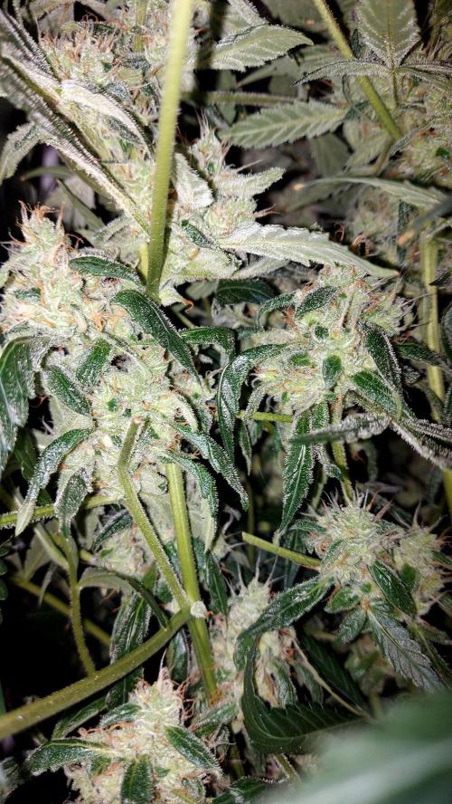 BEE HAPPY MAC 1 AUTOFLORAISON AUTOPOT. Week 10