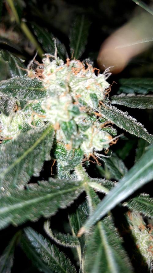 BEE HAPPY MAC 1 AUTOFLORAISON AUTOPOT. Week 10