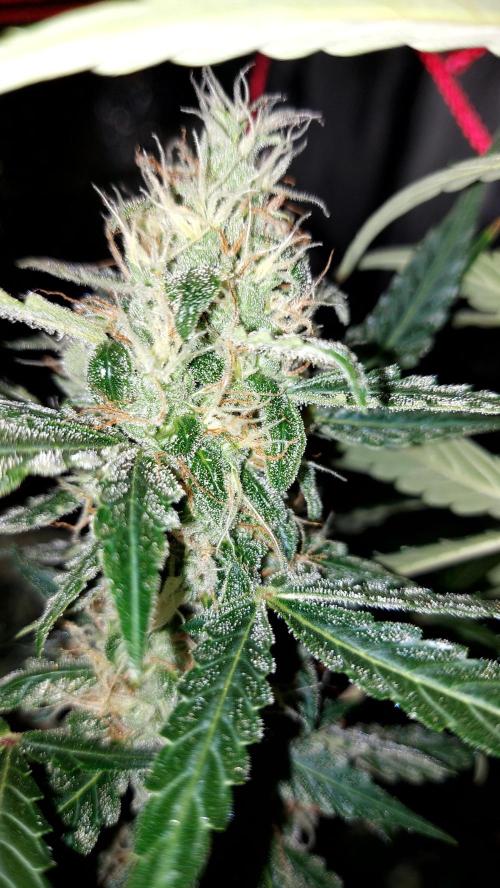BEE HAPPY MAC 1 AUTOFLORAISON AUTOPOT. Week 10
