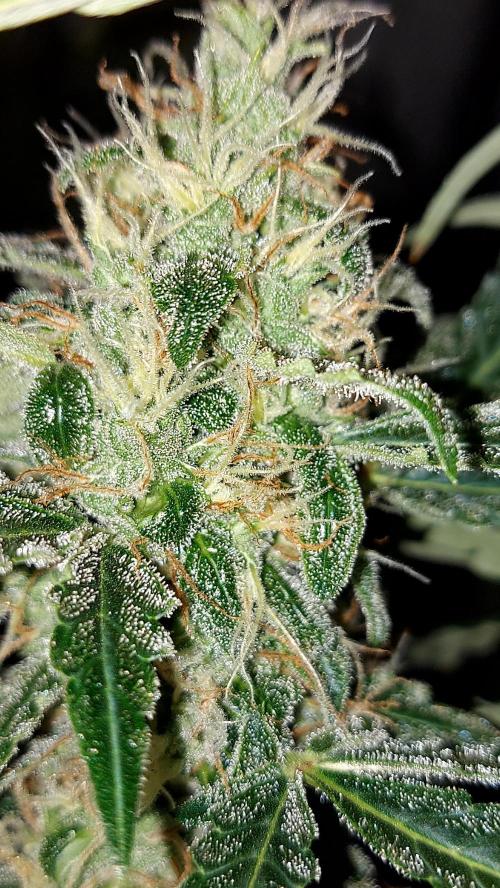 BEE HAPPY MAC 1 AUTOFLORAISON AUTOPOT. Week 10