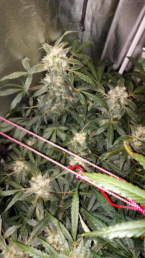 BEE HAPPY MAC 1 AUTOFLORAISON AUTOPOT. Week 10