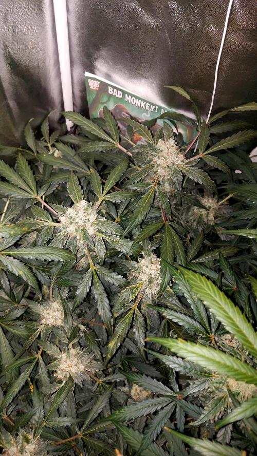 BEE HAPPY MAC 1 AUTOFLORAISON AUTOPOT. Week 10