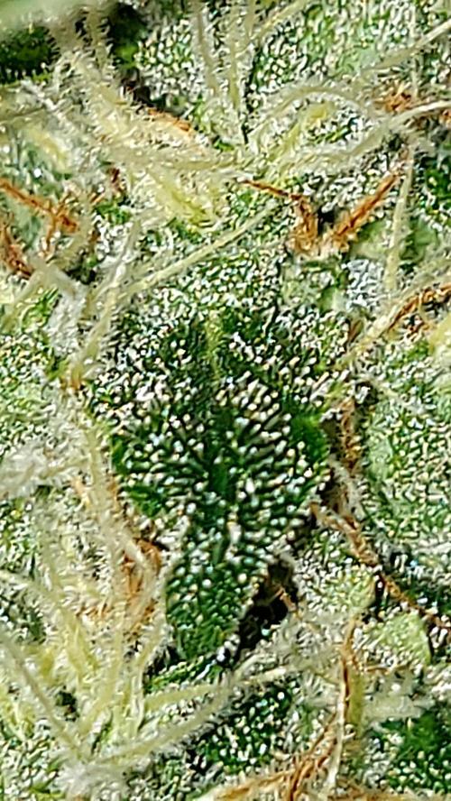 BEE HAPPY MAC 1 AUTOFLORAISON AUTOPOT. Week 10